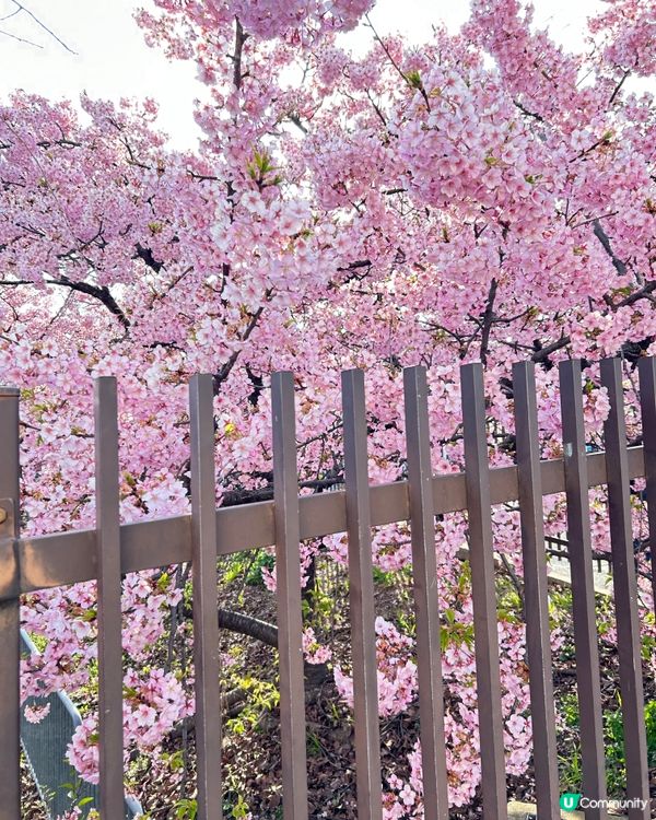 大阪自由行2024～京都