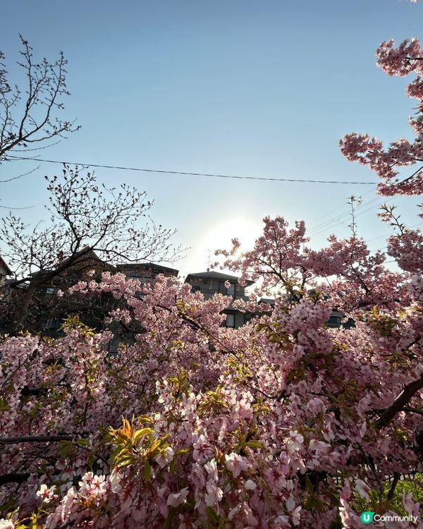 大阪自由行2024～京都