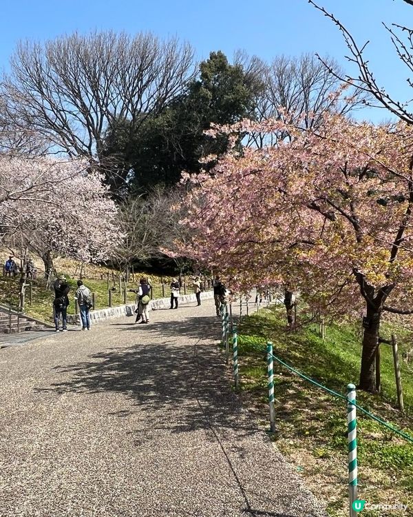 名古屋賞櫻花之旅
