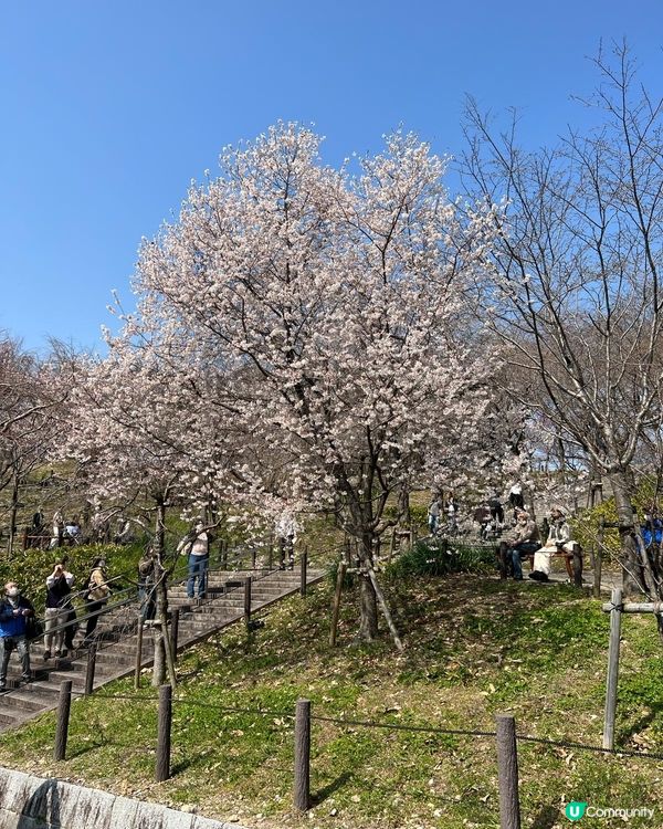 名古屋賞櫻花之旅
