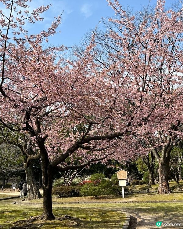 名古屋賞櫻花之旅
