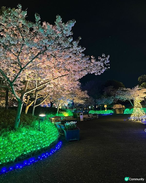 名古屋賞櫻花之旅
