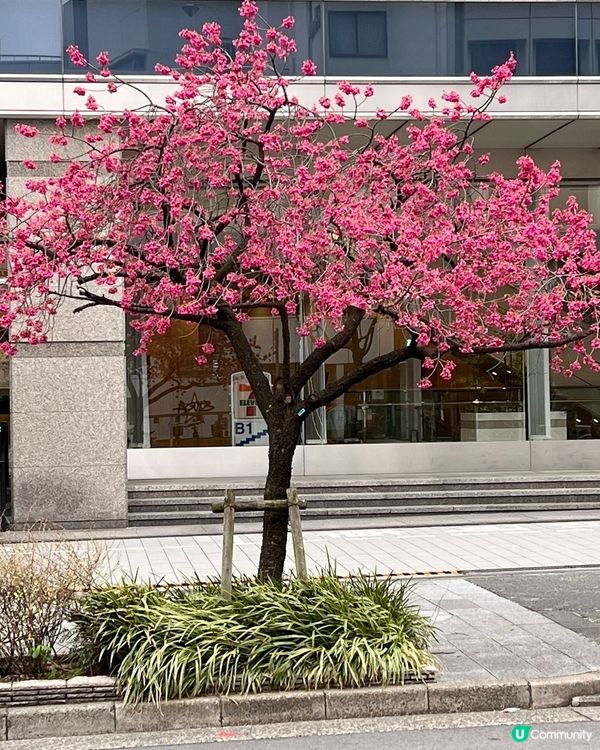 名古屋賞櫻花之旅