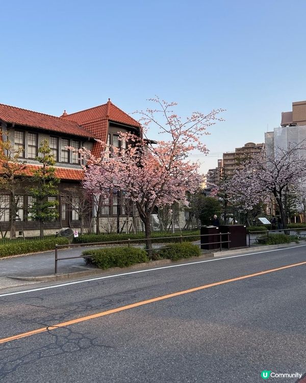 名古屋賞櫻花之旅