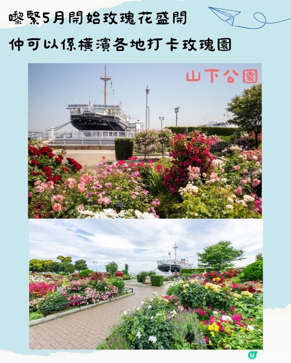 東京近郊必去🇯🇵橫濱1日遊行程 中華街初體驗⁉️5月玫瑰周開催