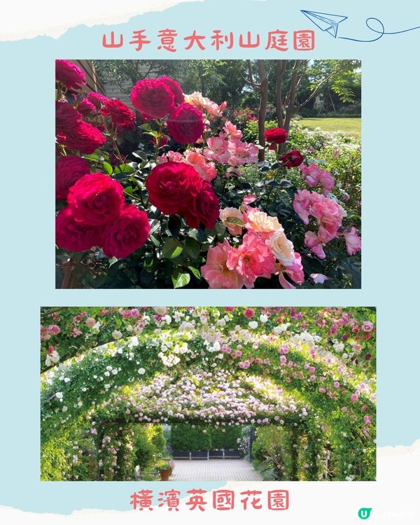 東京近郊必去🇯🇵橫濱1日遊行程 中華街初體驗⁉️5月玫瑰周開催