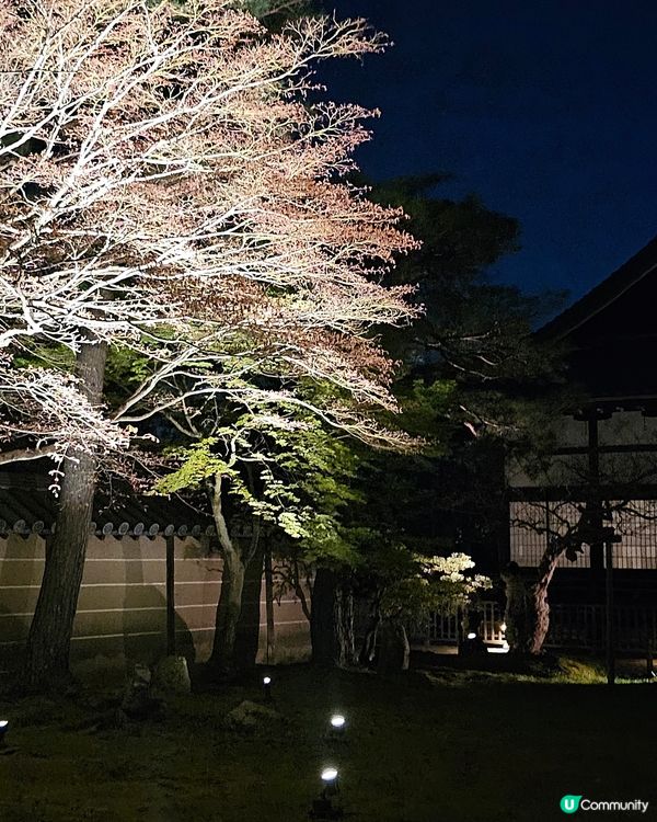 京都高台寺夜間特別參拜