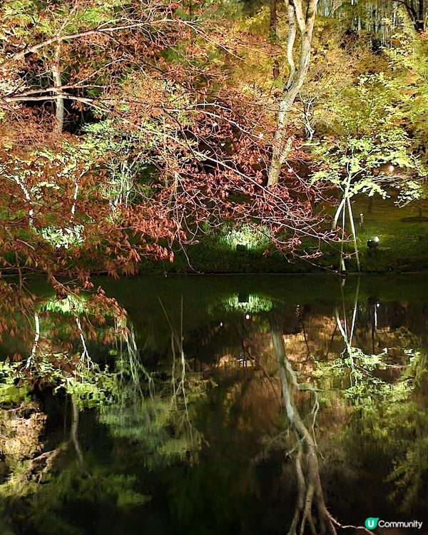 京都高台寺夜間特別參拜