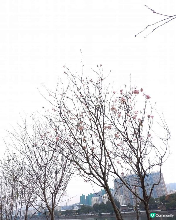 春日櫻花賞及美食好去處