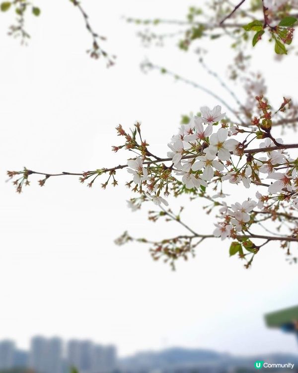 春日櫻花賞及美食好去處