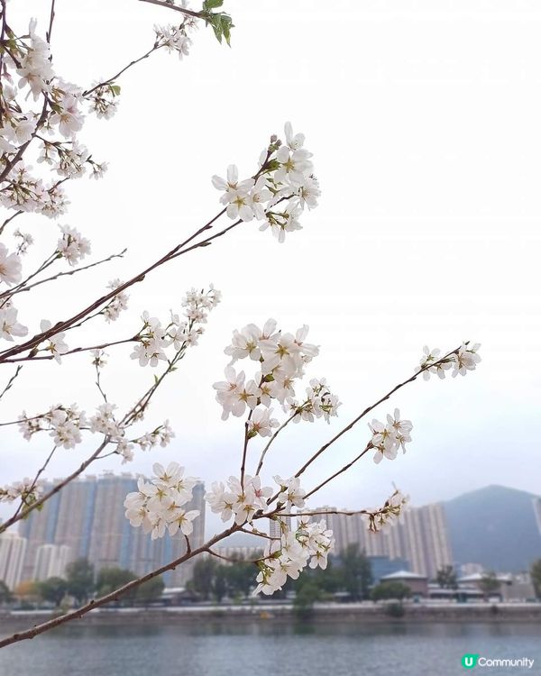 春日櫻花賞及美食好去處