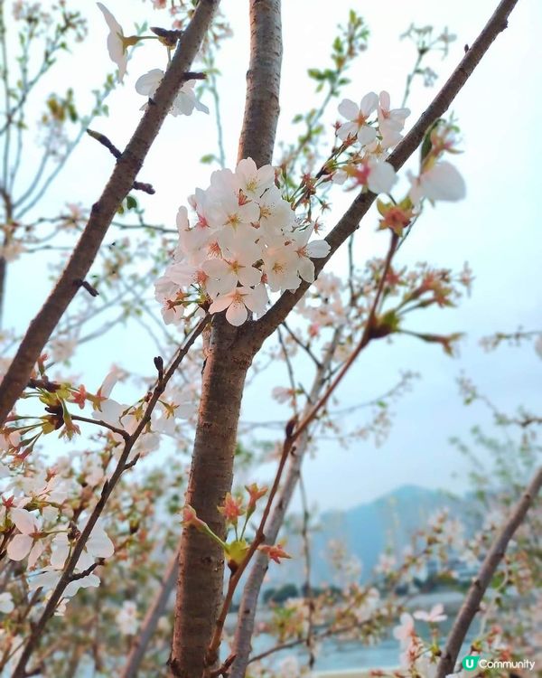 春日櫻花賞及美食好去處