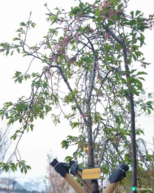 春日櫻花賞及美食好去處