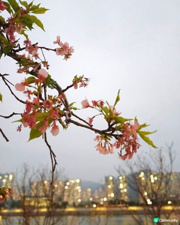 春日櫻花賞及美食好去處