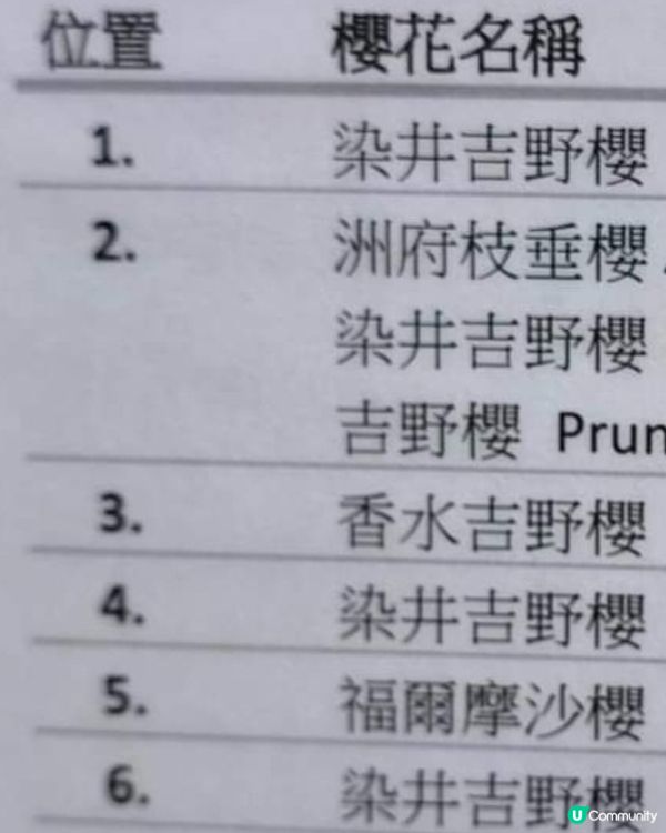 春日櫻花賞及美食好去處