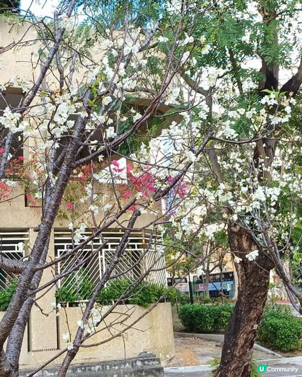 春日櫻花賞及美食好去處