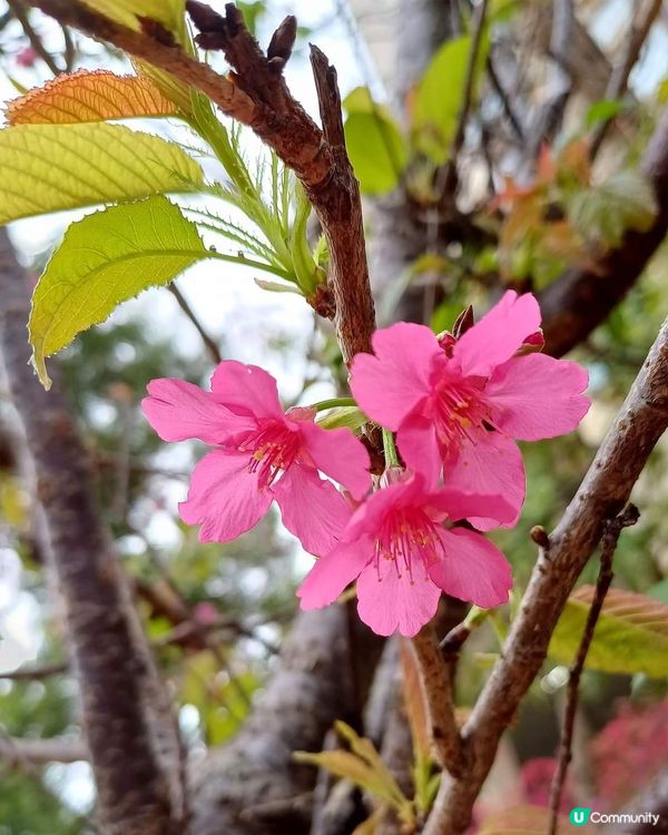春日櫻花賞及美食好去處