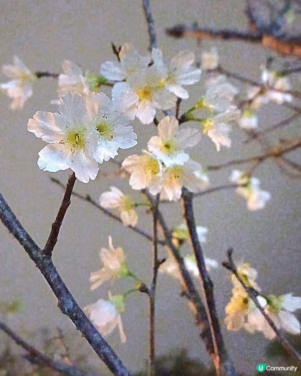 春日櫻花賞及美食好去處