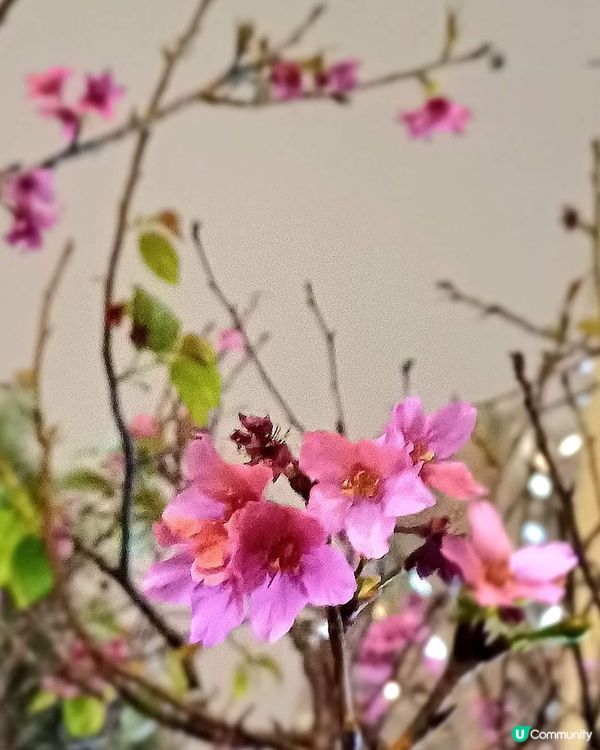 春日櫻花賞及美食好去處