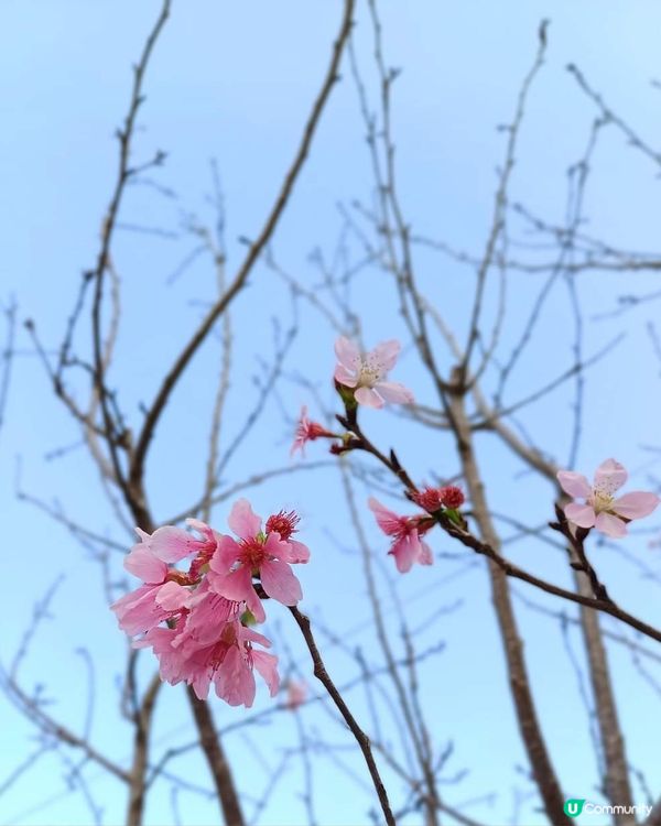 春日櫻花賞及美食好去處