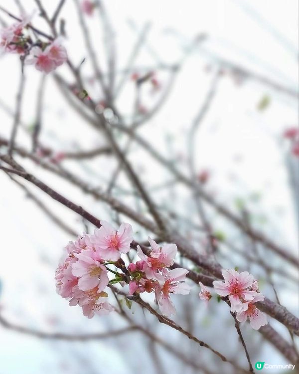 春日櫻花賞及美食好去處