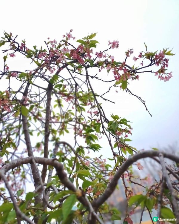春日櫻花賞及美食好去處