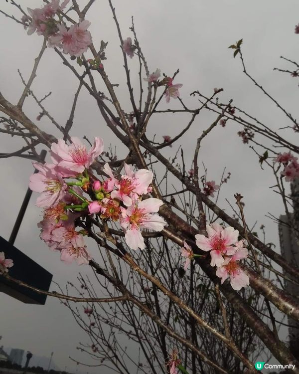 春日櫻花賞及美食好去處