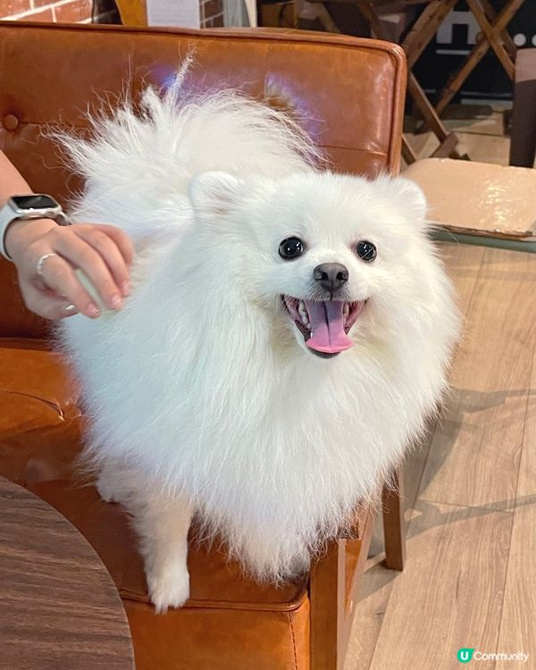 灣仔隱世小眾咖啡店🐶寵物友善