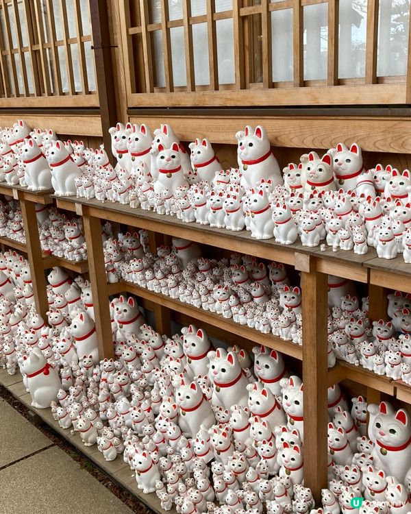 日本豪德寺 好多好多招財貓