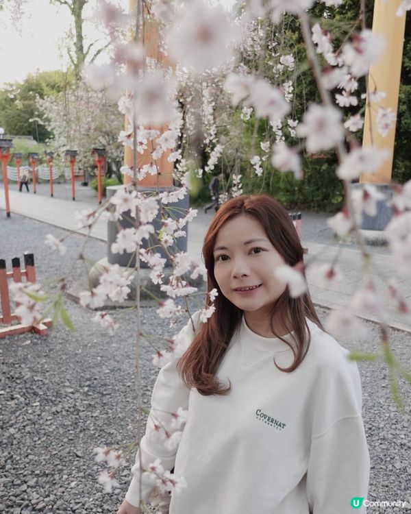 京都櫻花之旅🌸