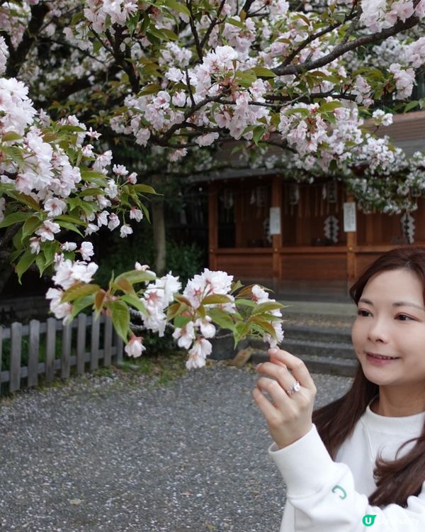 京都櫻花之旅🌸