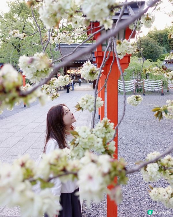 京都櫻花之旅🌸