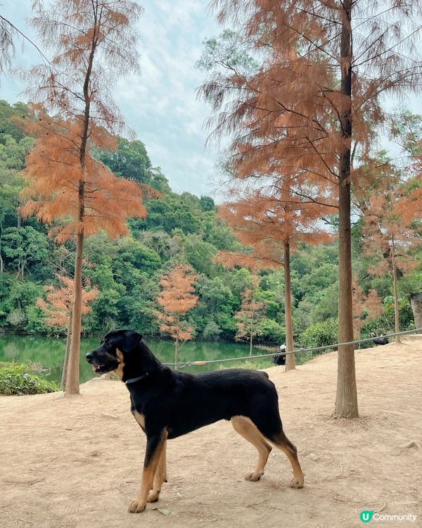 流水響寵物紅葉打卡熱點