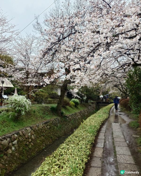 4月3日 京都 哲學之道 桜