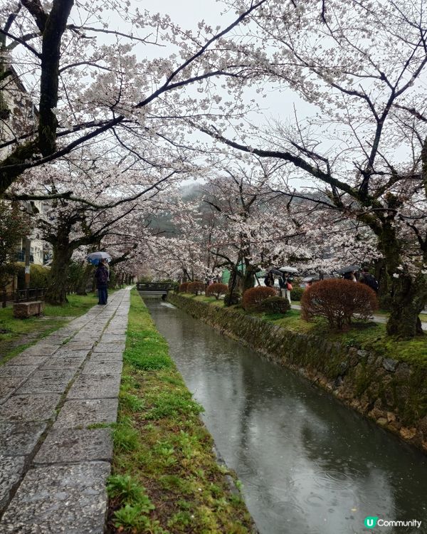 4月3日 京都 哲學之道 桜