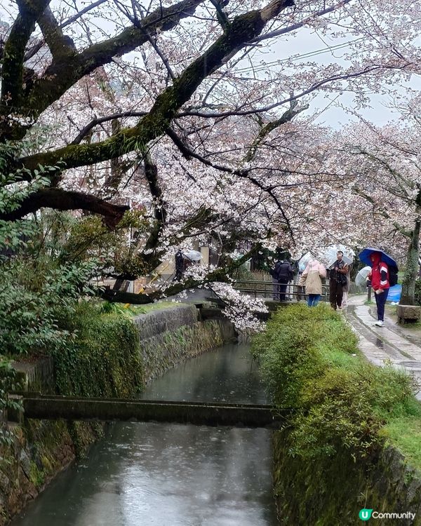 4月3日 京都 哲學之道 桜