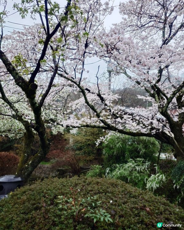 4月3日 京都 哲學之道 桜