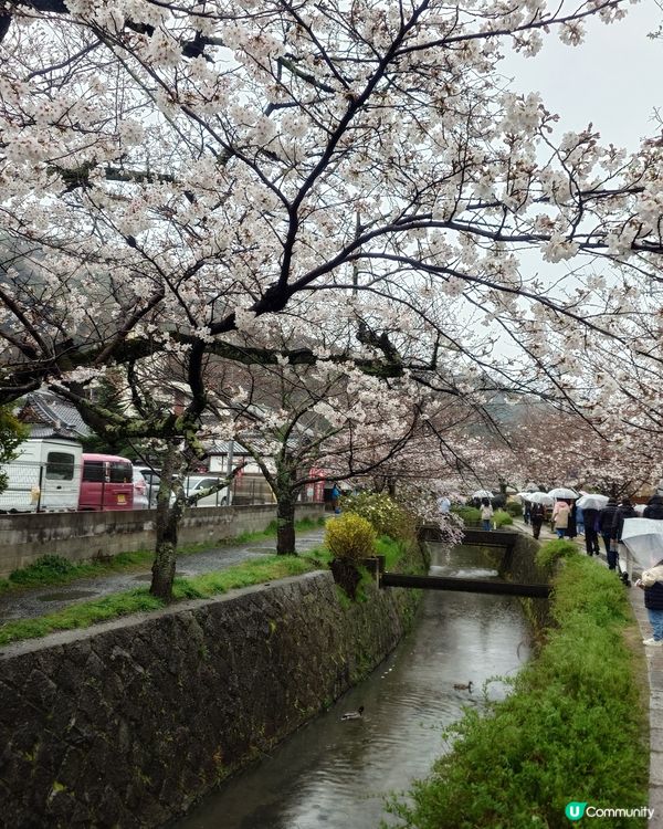 4月3日 京都 哲學之道 桜