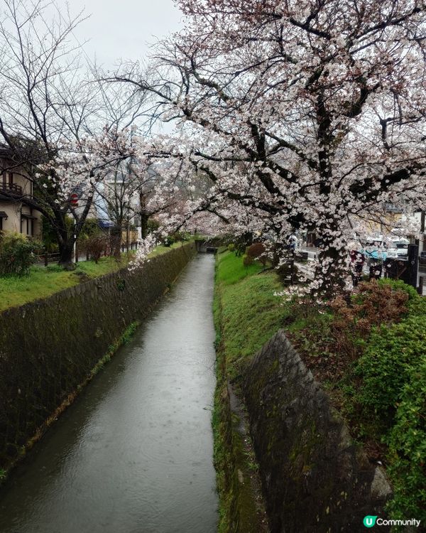 4月3日 京都 哲學之道 桜