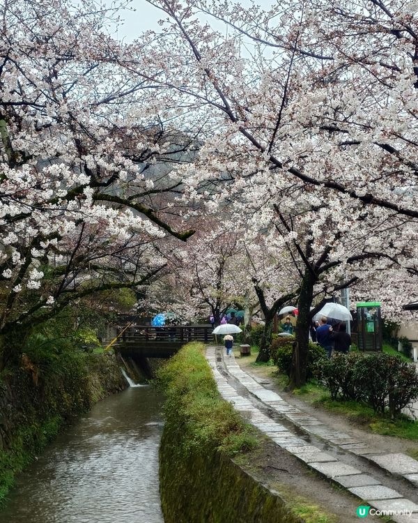 4月3日 京都 哲學之道 桜