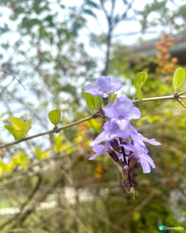 【福州園】山明水秀庭院🌾見證琉球與福州的歷史關係