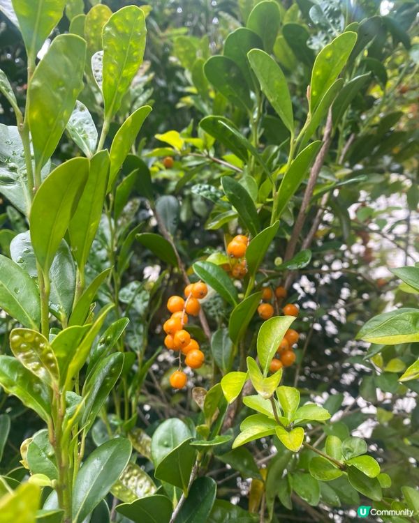 【福州園】山明水秀庭院🌾見證琉球與福州的歷史關係