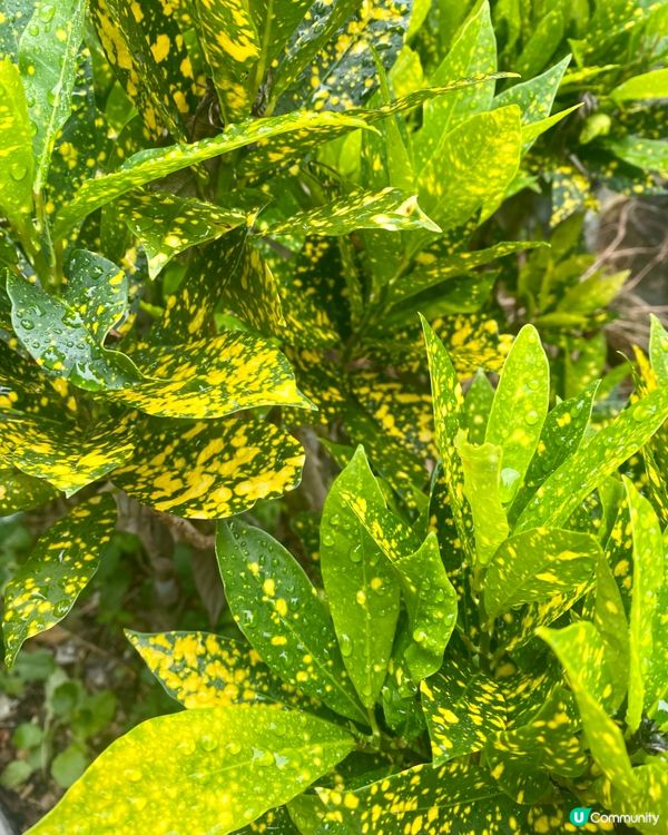 【福州園】山明水秀庭院🌾見證琉球與福州的歷史關係