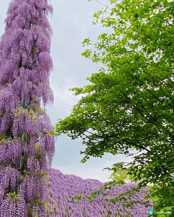 @23/4/24東京足利卉公園