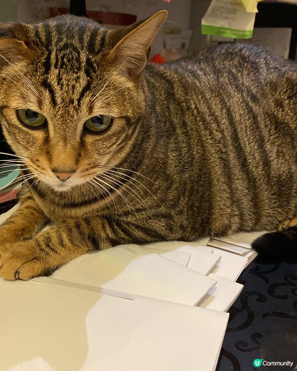 你成日都阻住人做嘢