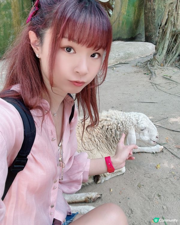 【越南最大野生動物園，近距離接觸動物】 