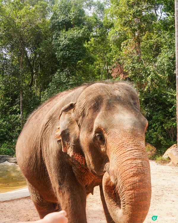 【越南最大野生動物園，近距離接觸動物】 