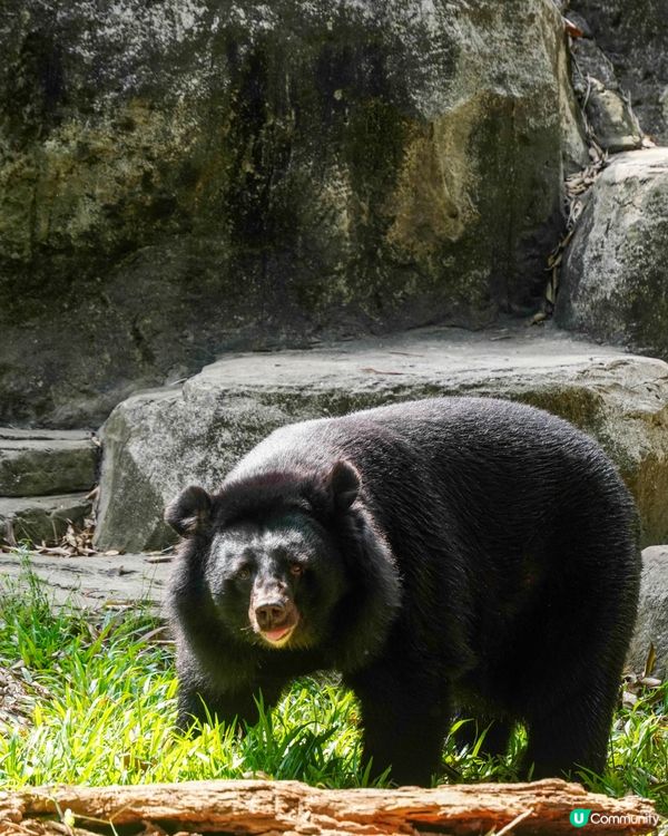 【越南最大野生動物園，近距離接觸動物】 