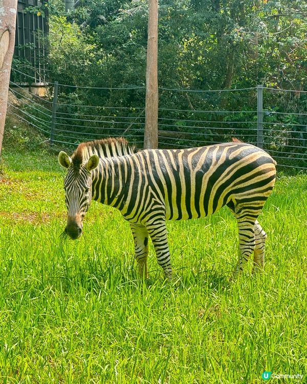 【越南最大野生動物園，近距離接觸動物】 