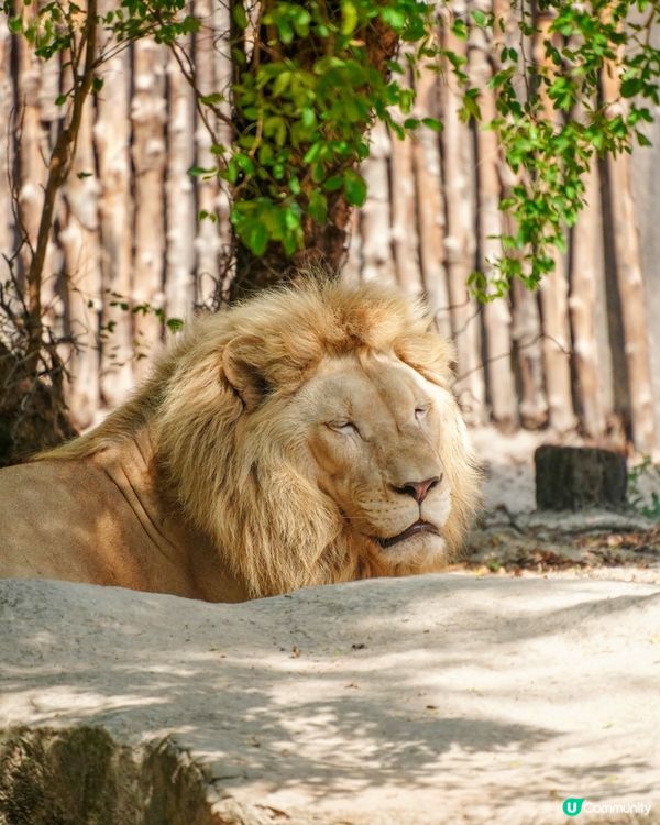 【越南最大野生動物園，近距離接觸動物】 
